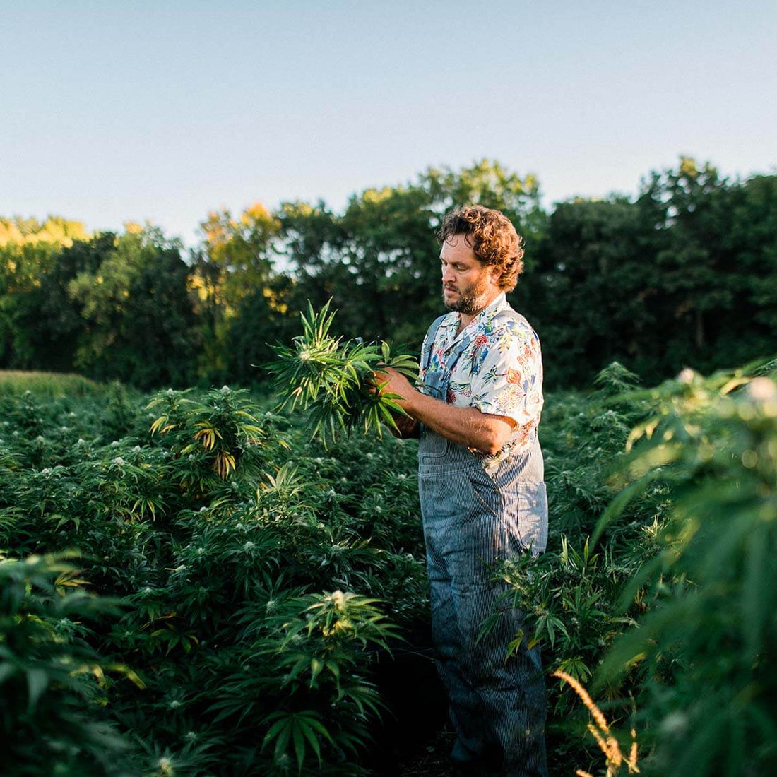 Digging Deeper: CBD and Terpenes