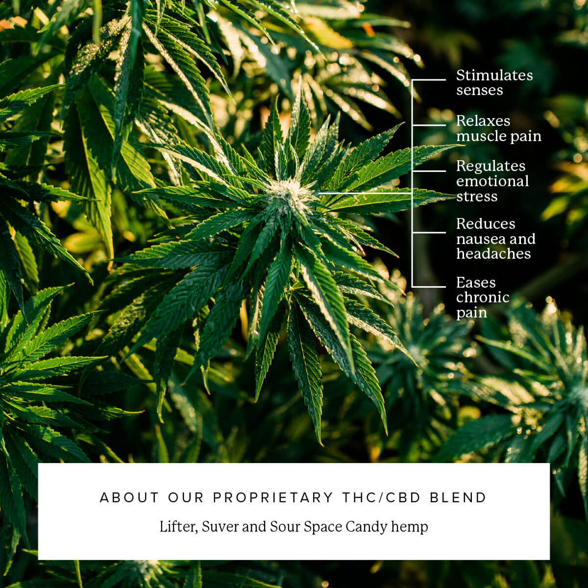 THC Gummies