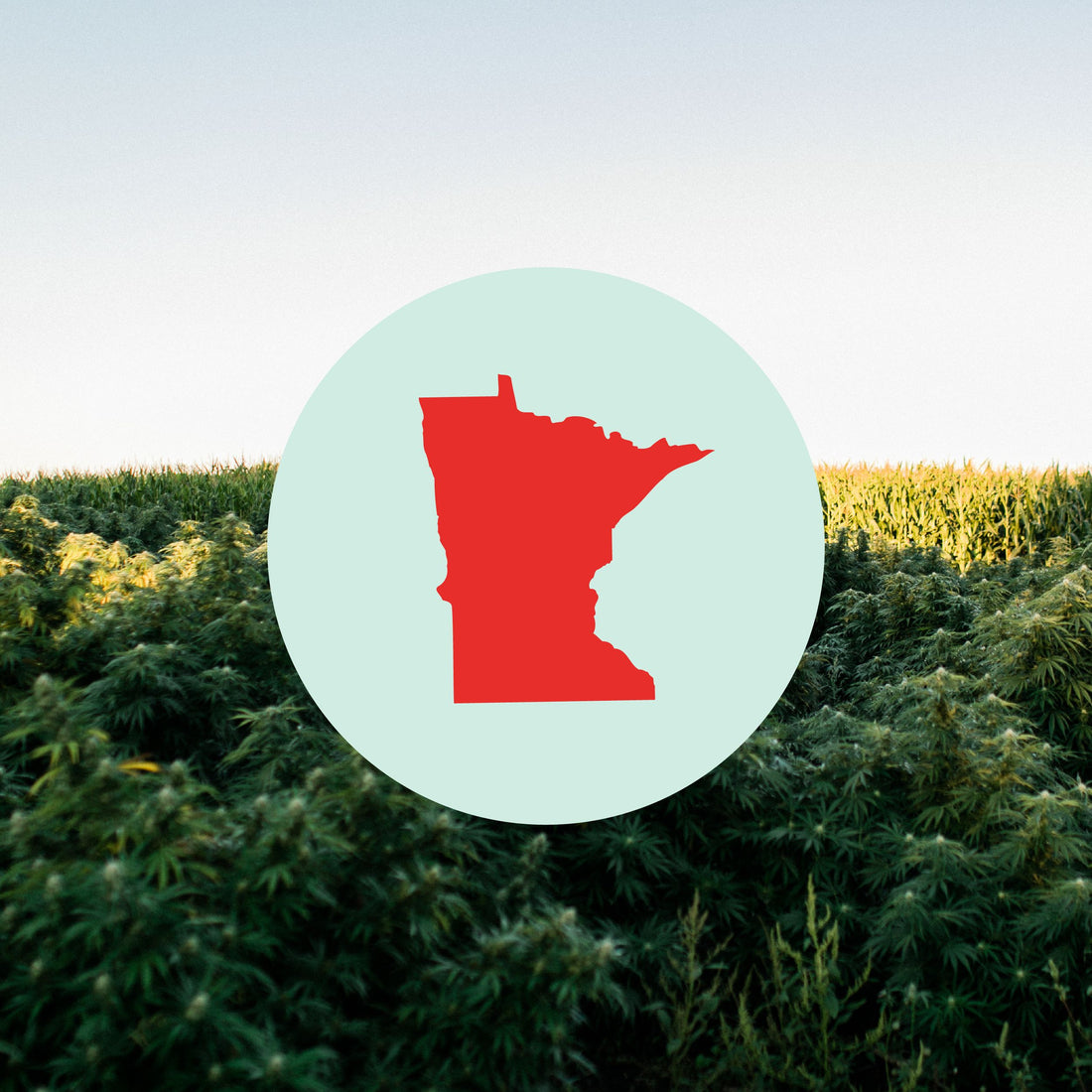 Ope, It’s ALL Legal: 7 FAQ About Cannabis Legalization in Minnesota