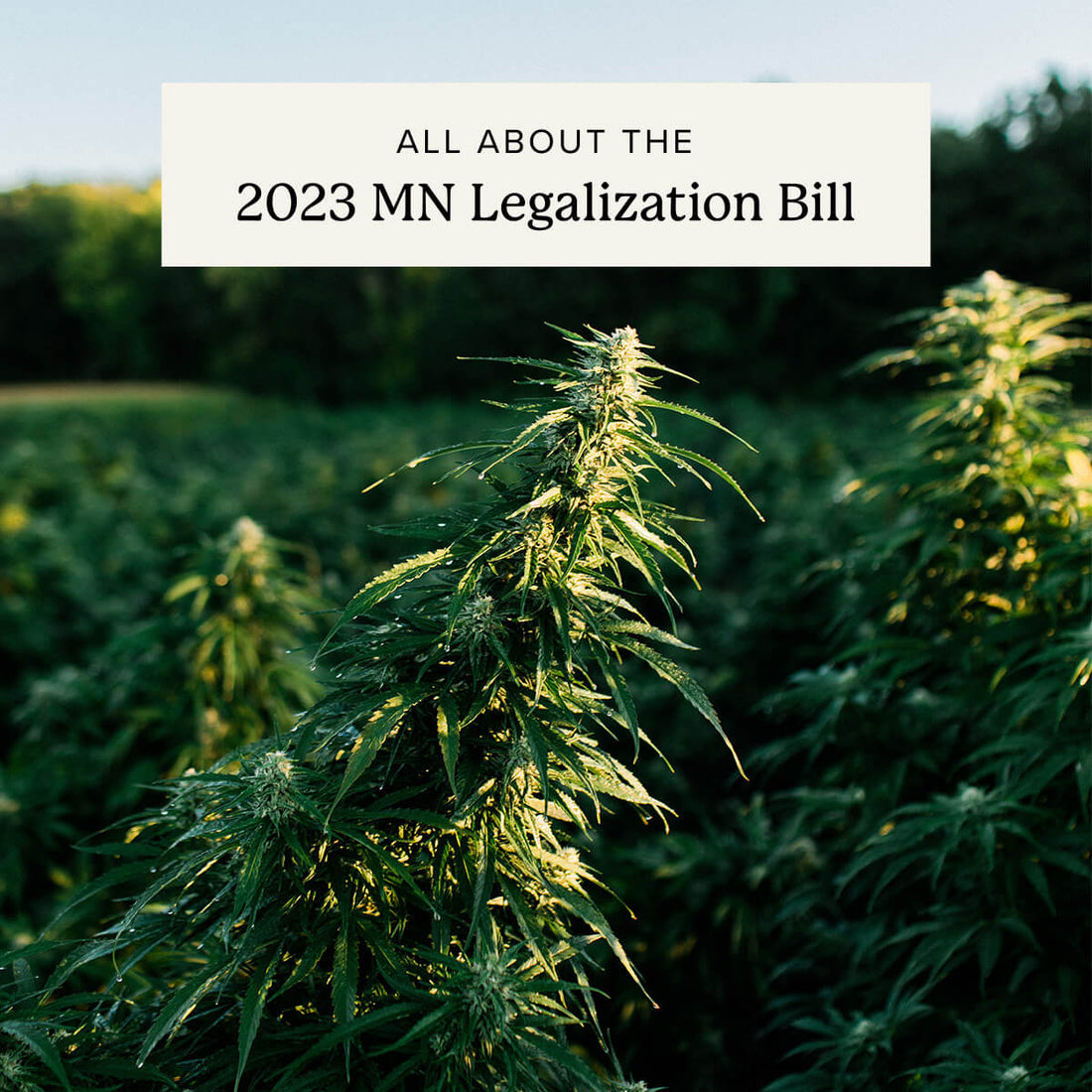 Yes We Cannabis: A Guide to the 2023 MN Legalization Bill